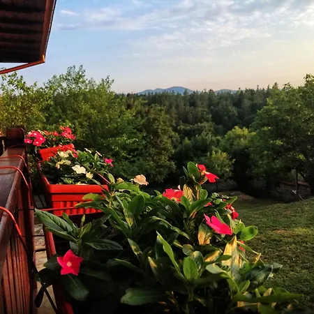 бор и шишарка