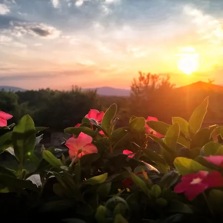 Villa бор и шишарка